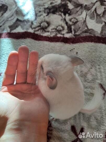 Шиншилла. Мальчик. Родился 5 августа