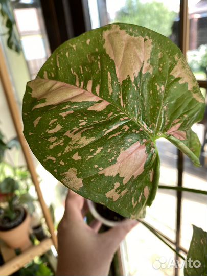 Сингониум Пинк Сплеш, Конфетти