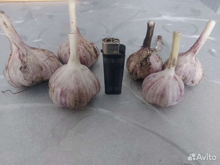 Чеснок домашний крупный