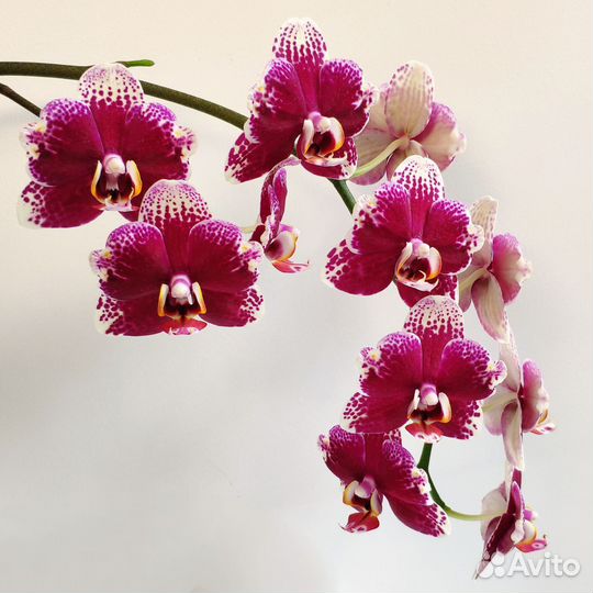 Орхидея бабулетка Dream Diamond