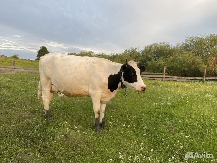 Телка стельная