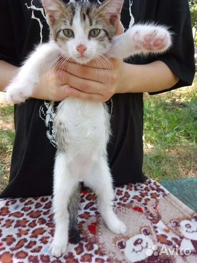 Отдаю 2-ое котят бесплатно