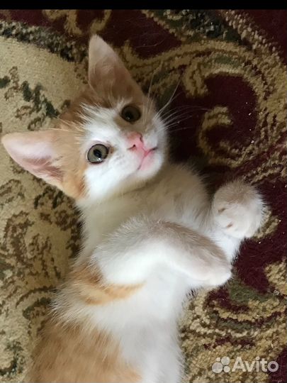 Рыже-белый котенок девочка бесплатно