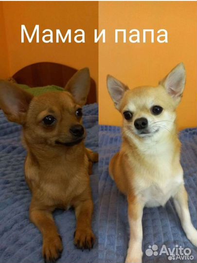 Щенки чихуахуа