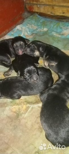 Щенки Немецкой овчарки