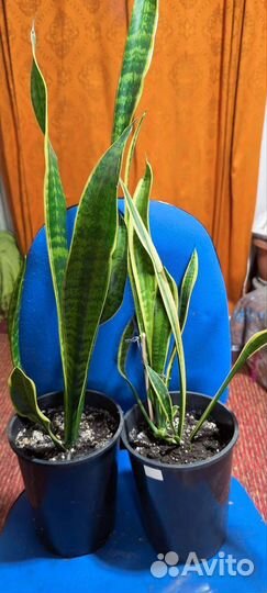 Сансевьера- 