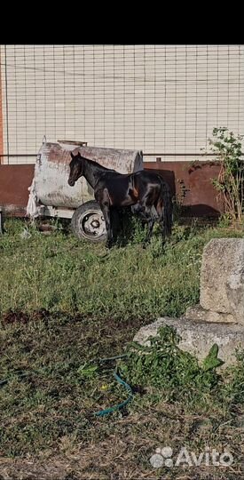 Карачаевский жеребец