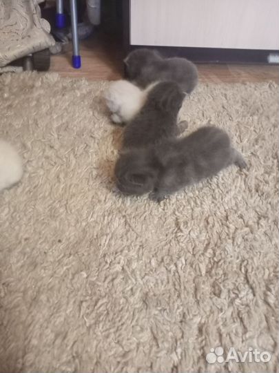 Шотландские котята