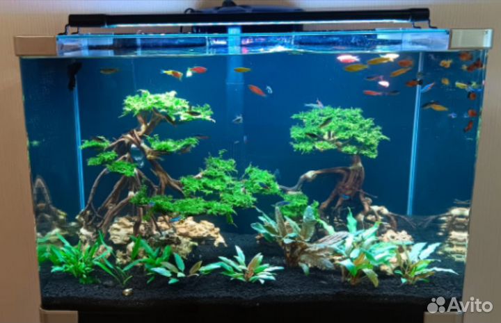 Мох для кроны Бонсай