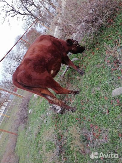 Тёлка 1год и 6 месяцев