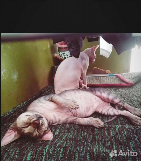 Вязка Канадский сфинкс к вашим услугам