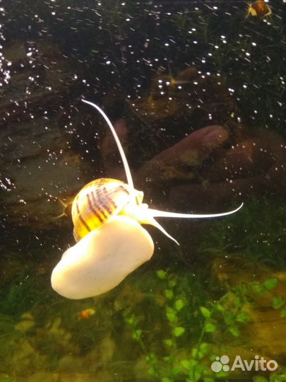 Улитки аквариумные ампулярии
