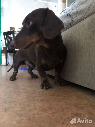 Такса для вязки