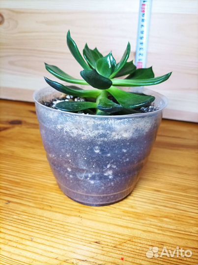 Эхеверия черный принц Black Prince