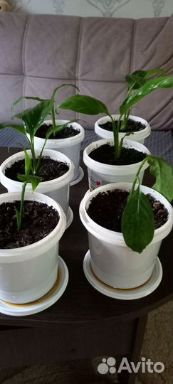 Спатифиллум