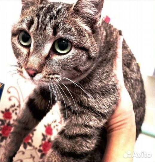Кошечка в добрые ручки