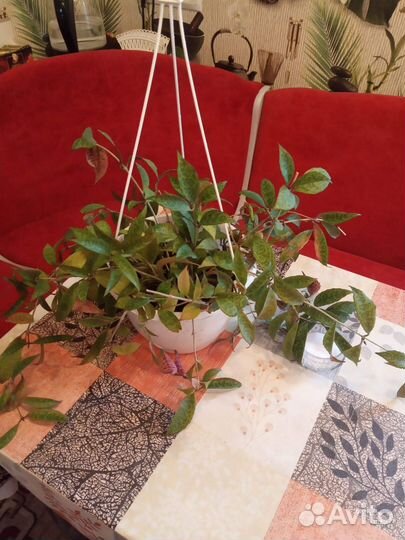 Комнатные цветы