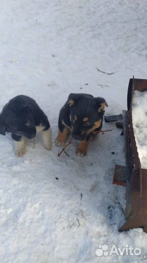 Замечательные щенки