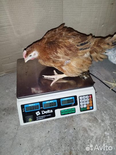 Куры несушки