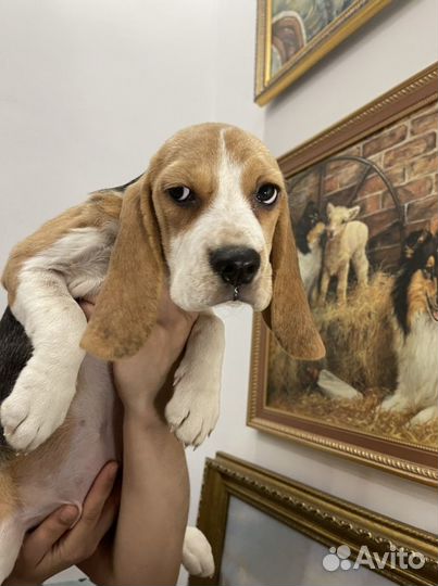 Бигль щенки