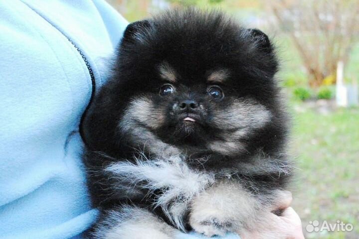 Померанский шпиц