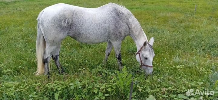 Конные прогулки