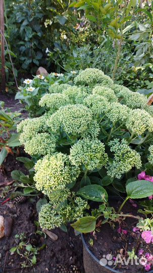 Можжевельник скалбный,гортензии,туи,очиток