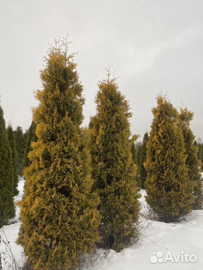 Туя западная Yelloow Ribbon