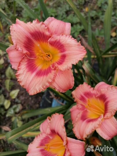 Лилейник сортовой