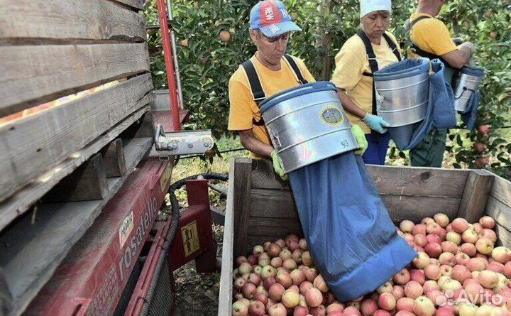 Сборка яблок с проживанием