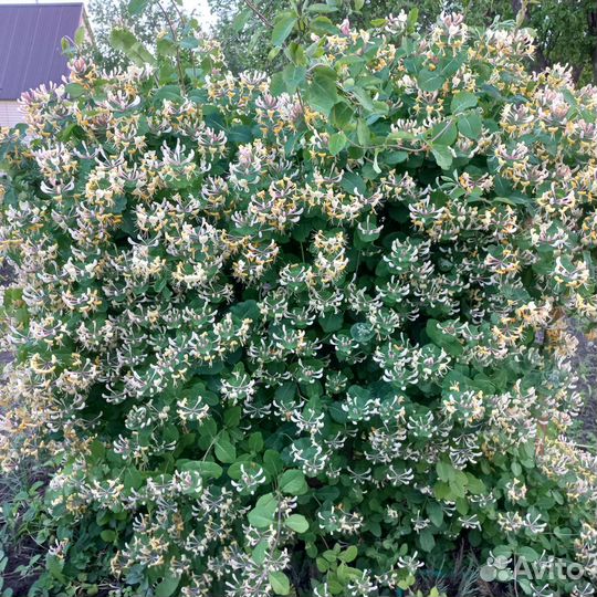 Рябинник рябинолистный, жимолость каприфоль