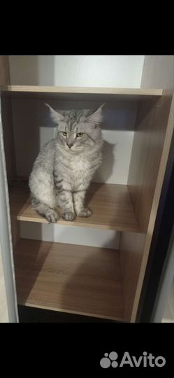 Кот мейн-кун вязка