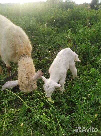 Козлик на племя