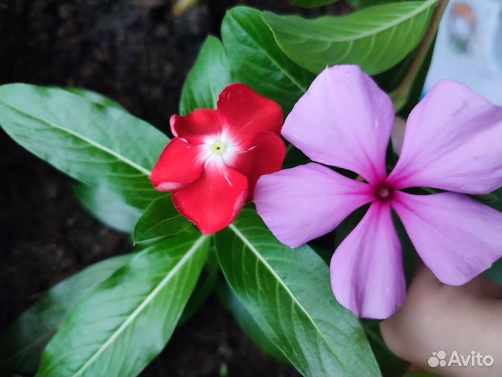 Катарантус розовый (барвинок)