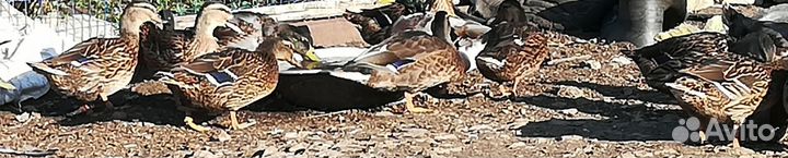 Подсадные утки, дикие гуси