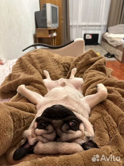 Догситтер, передержка для собак и кошек