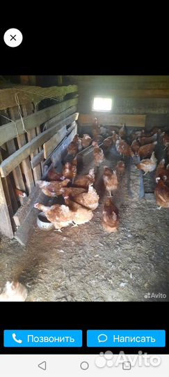 Куры несушки