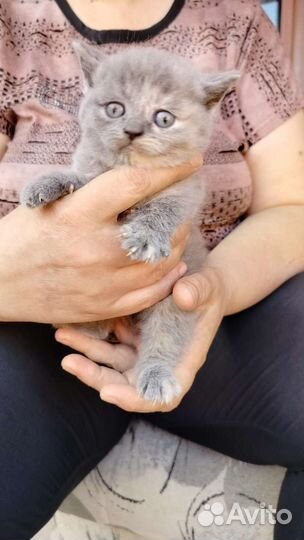 Котята от британской вислоухой