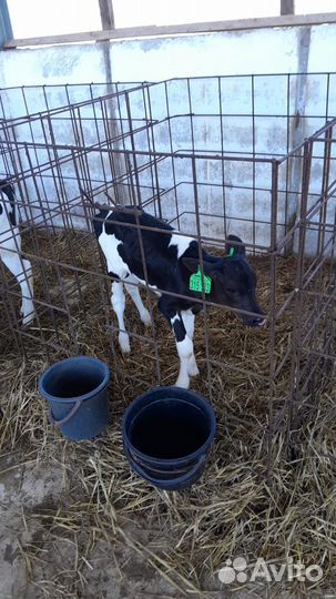 Телята бычки тёлки