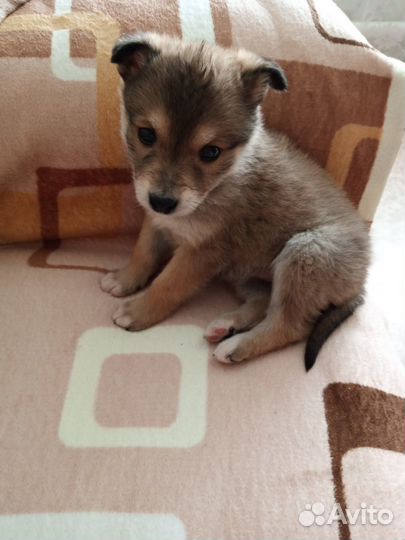 Собаки бесплатно в добрые руки щенки