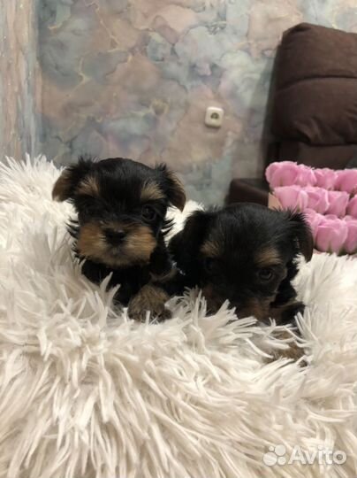 Йоркширский терьер мини беби фейс щенки