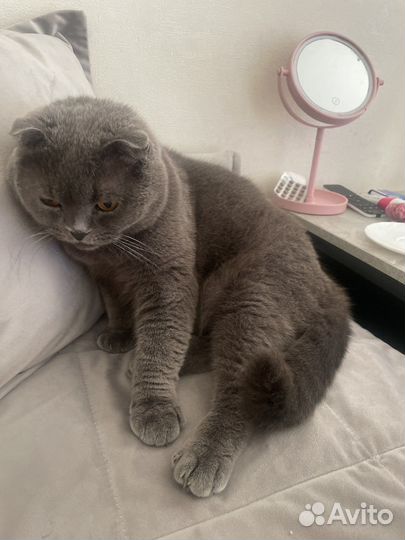 Брутальный Кот