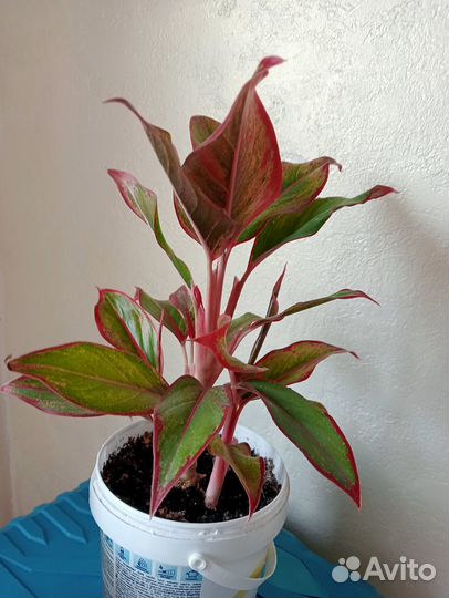 Аглаонема Крит