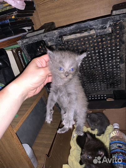 Кошка в дар бесплатно