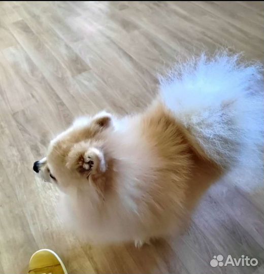 Померанский шпиц