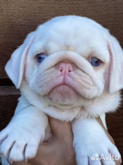 Голубоглазый розовый мопс