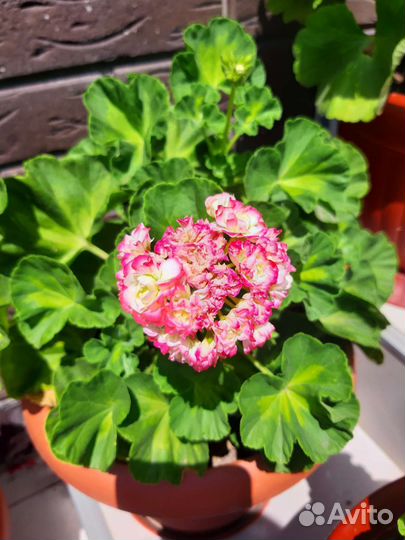 Герань пеларгония Леона Галактики