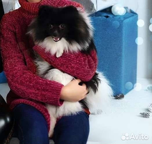 Мини шпиц для вязки