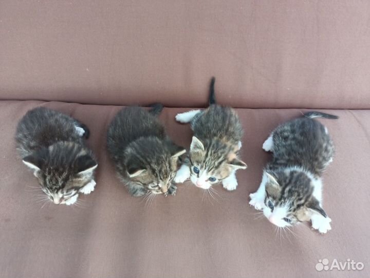Котята в добрые руки