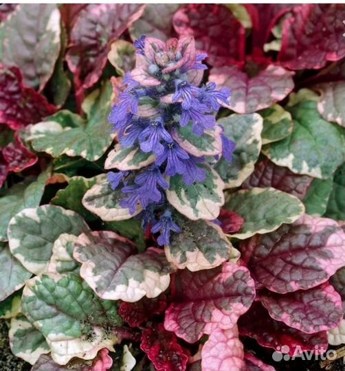 Живучка ползучая